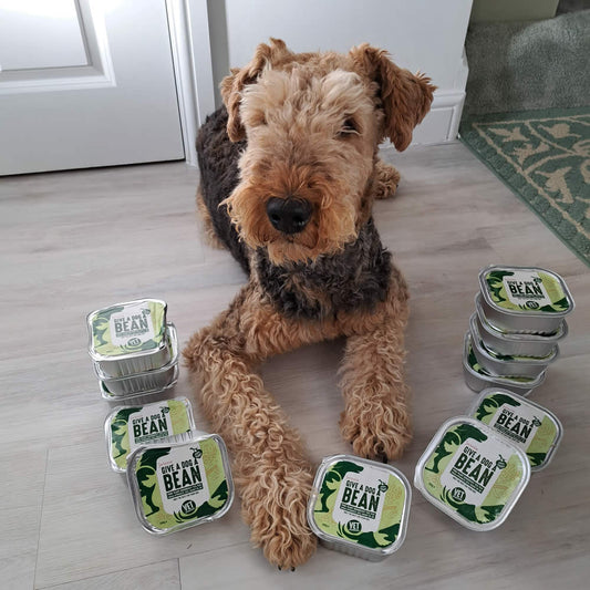 Airedale Terrier on plant-based diet surrounded by Give A Dog A Bean trays