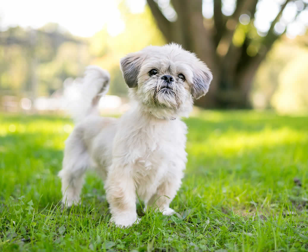 Shih Tzu eats plant-based diet and thriving