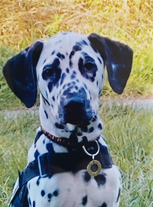 Dalmatian needing a low purine diet and eating vegan dog food