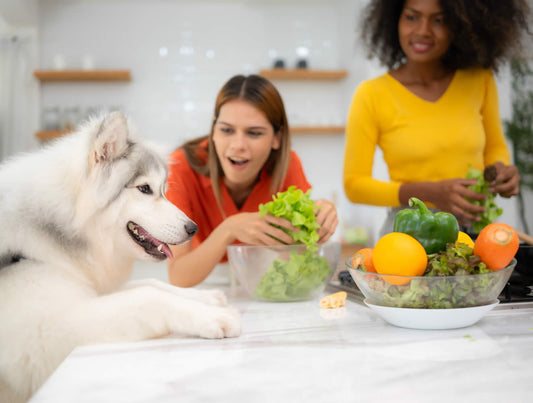 Dog at table showing how dogs can save the planet
