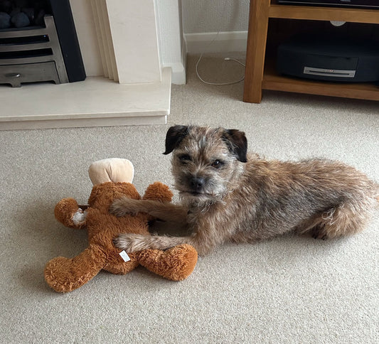 Ted Border Terrier stopped taking Apoquel 