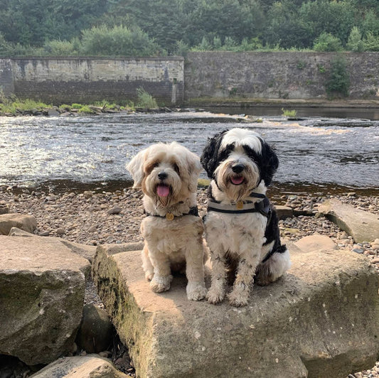 Tibetan Terrier success eating plant-based dog food
