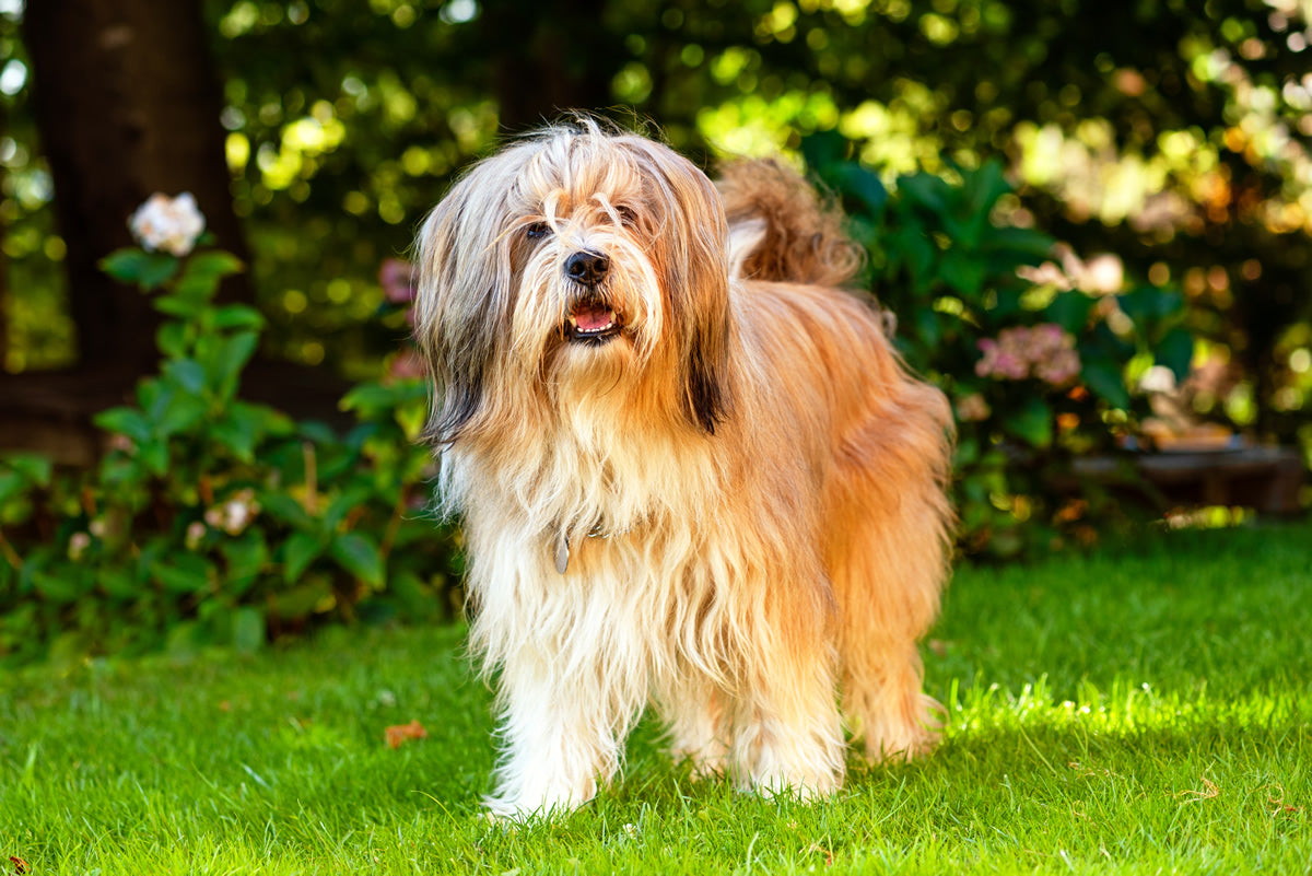 Tibetan Terrier dog breed health with plant-based dog food