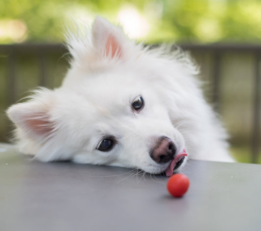 Dog eating a tomato