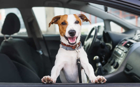 Choose plant-based dog food when travelling with your dog from UK to EU