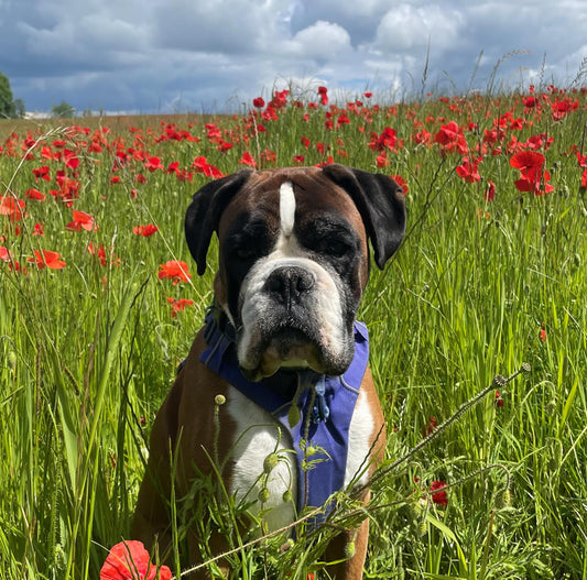 Vegan Boxer dog who transitioned from raw to vegan dog food