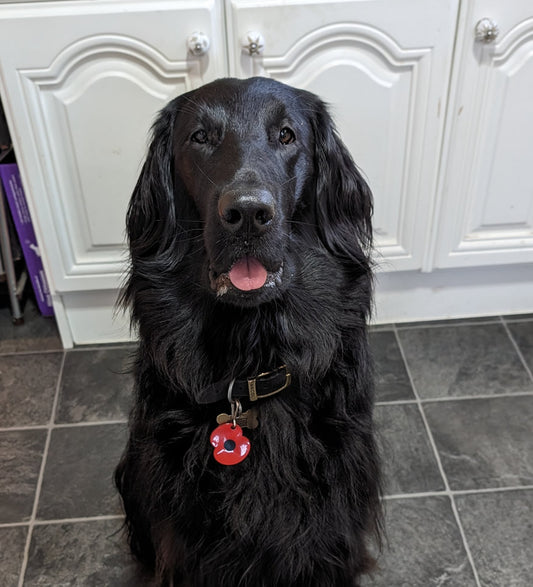 Flat coat retriever has no more itchy ears on a plant-based dog food diet