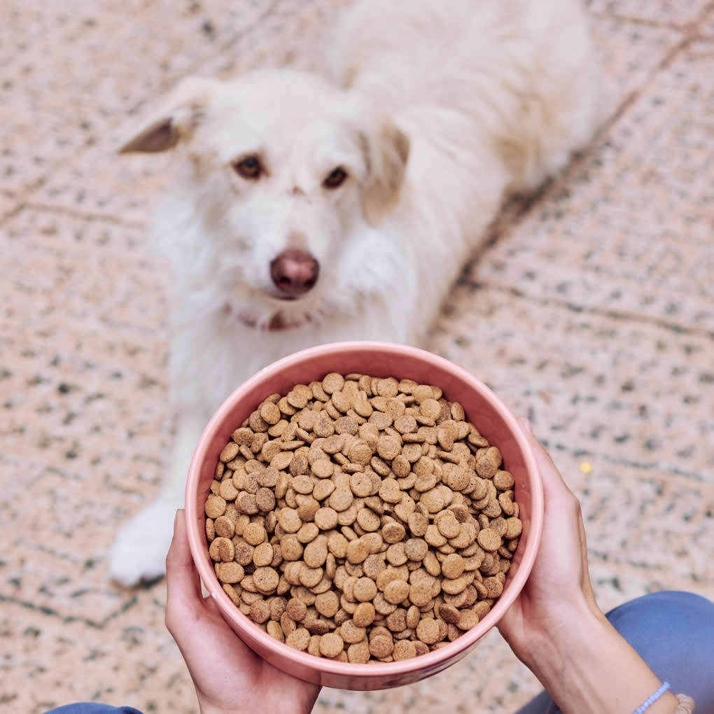 Bowl of plant-based Green Crunch with dog