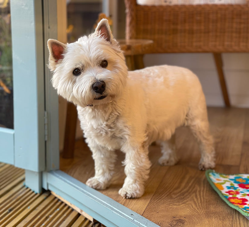 Gold Dust Cruelty free joint supplement dogs