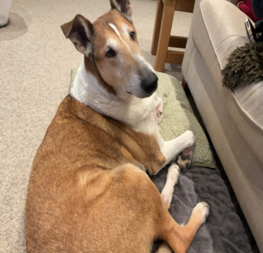 Smooth Collie Woody with pink itchy paws