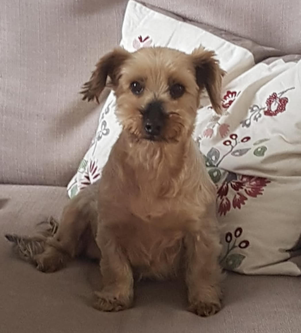 Yorkshire Terrier 14 years old sitting on cushion and her health improved dramatically on vegan diet