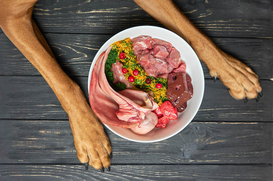 Dog bwol full of byproducts from meat-based industry