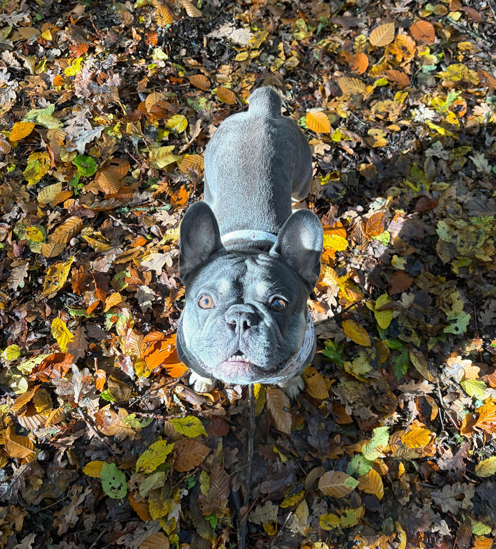 French Bulldog in autumn leaves