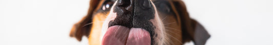 Dry Plant Powered Dog Food