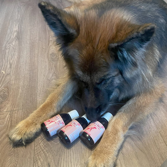 German Shepherd sniffing 3 bottles of Omega 3 daily