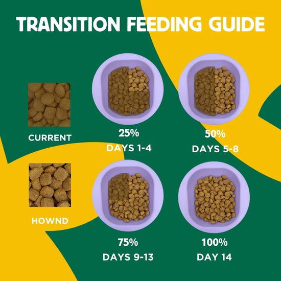 Transition Feeding Guide