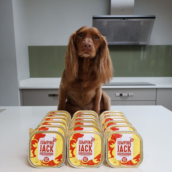 18 gold trays Jumping Jack with Spaniel Willow