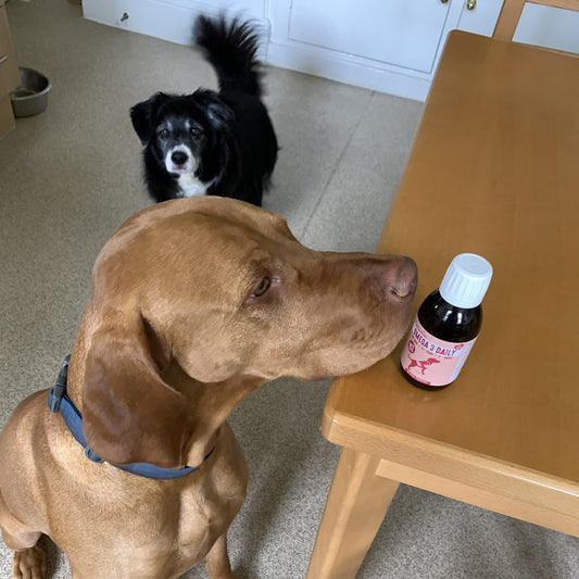 dog sniffingbottle of Omega 3 Algae oil on kitchen table