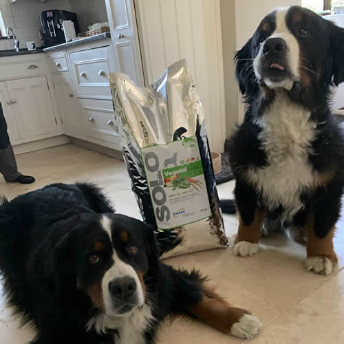 2 dogs with solo vegetal food bag