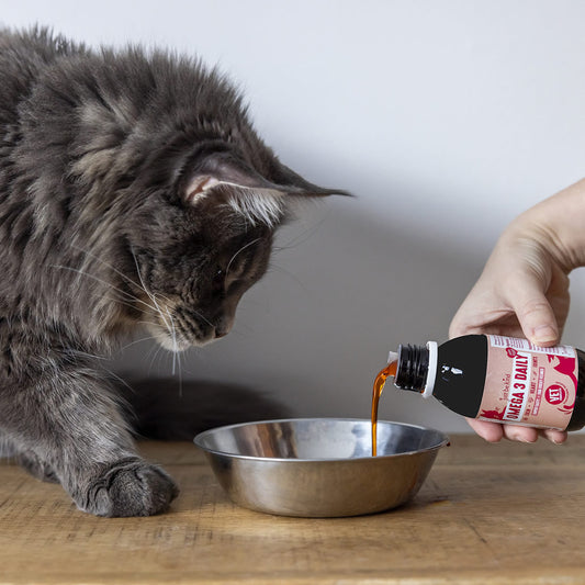 Vegan salmon oil being poured into cat's bowl