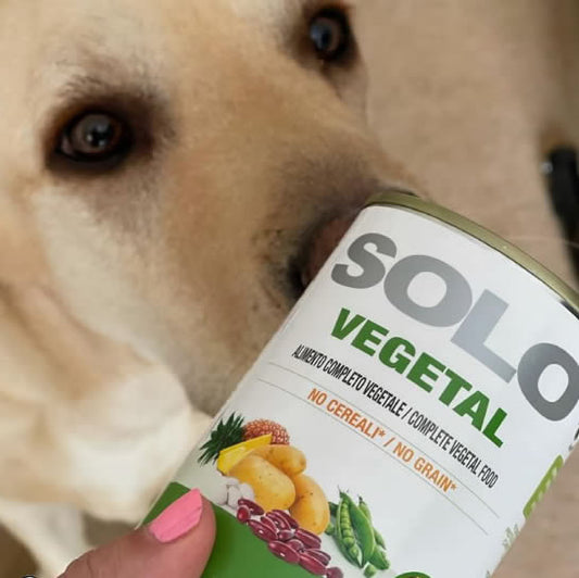 Dog sniffing solo vegetal can