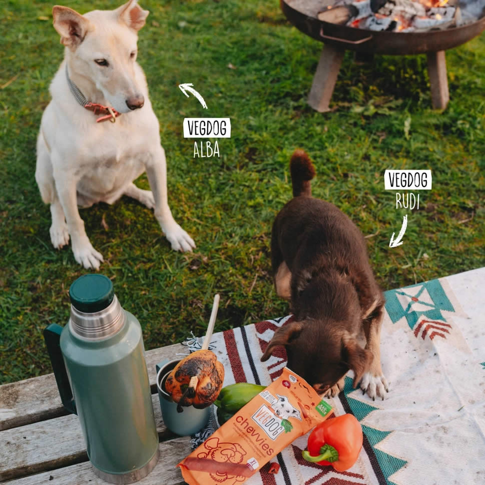Two dogs, VEGDOG Alba and VEGDOG Rudi, at a picnic with food and Chevvies vegan dog treats