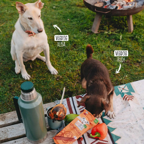 Two dogs, VEGDOG Alba and VEGDOG Rudi, at a picnic with food and Chevvies vegan dog treats