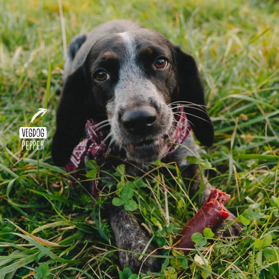 Dog in a grassy field with a piece of Chevvies vegan chew in its mouth, featuring 'VegDog Pepper' branding.