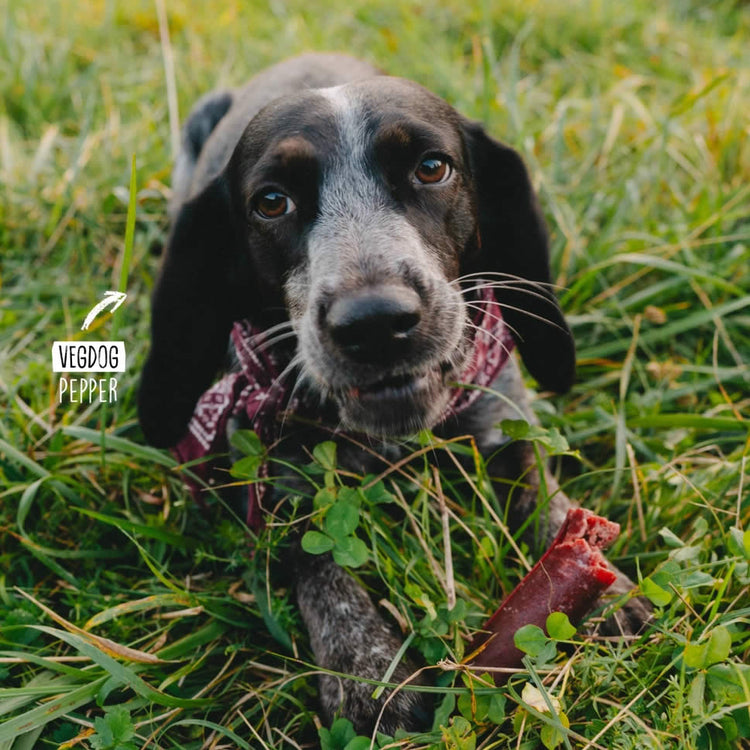 Dog in a grassy field with a piece of Chevvies vegan chew in its mouth, featuring 'VegDog Pepper' branding.