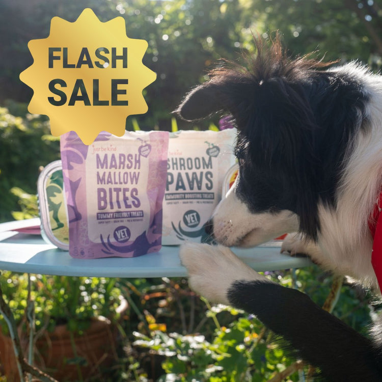 Border Collie Olive sniffing a table with 'Marshmallow Bites' and 'Shroom Paws' packages, with a 'Flash Sale' sign in the background