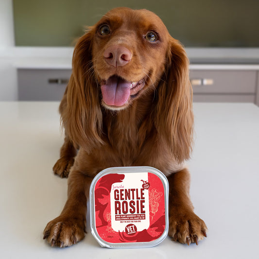 Spaniel dog smiling next to a container of Gentle Rosie sensitive dog wet food on a kitchen surface.