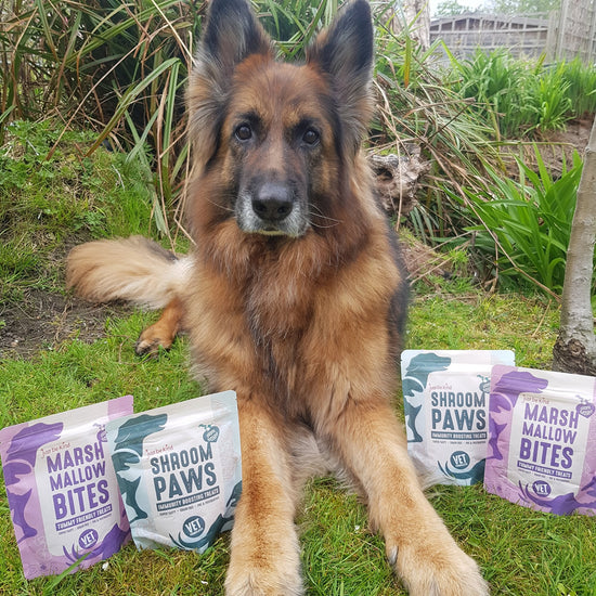 German Shepherd and Just be Kind natural dog treats
