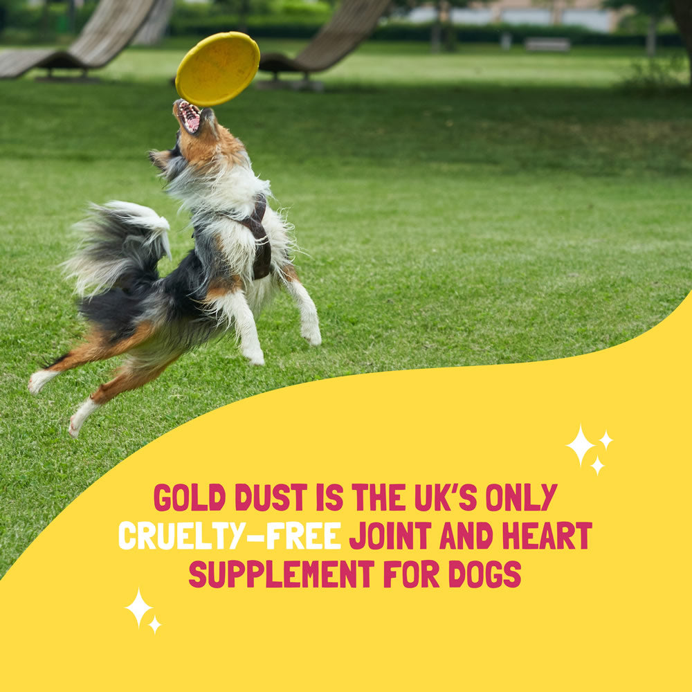 Dog jumping for frisbee showing gold dust