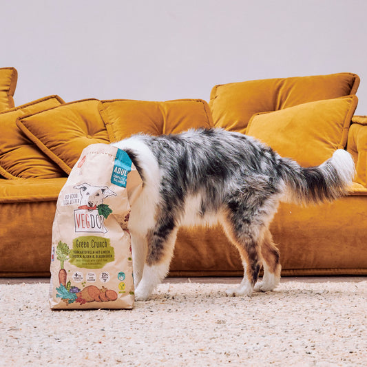 Dog with head in food bag