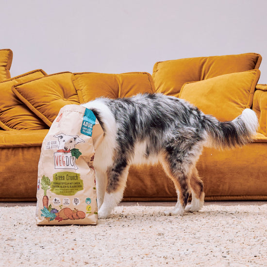 Dog with head in food bag