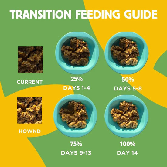 Transition feeding guide