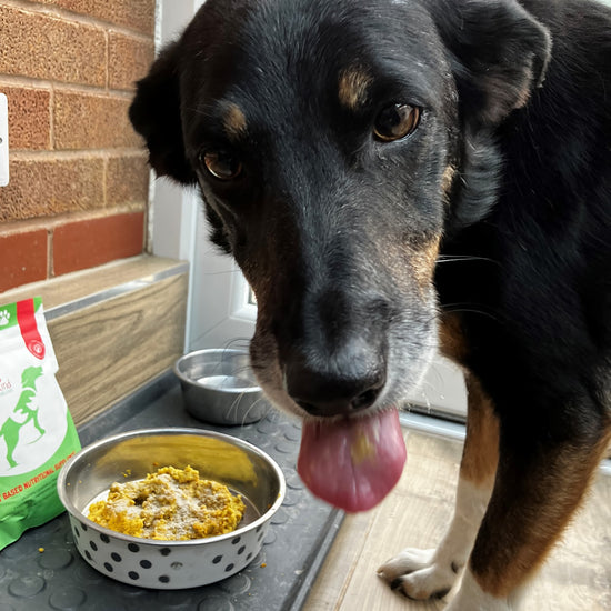 Dog eating food from bowl