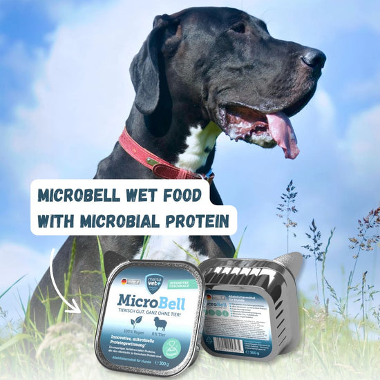 Great dane with Microbell wet food packaging against a natural background