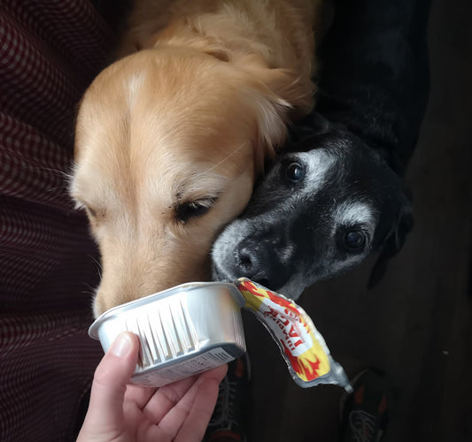 Two dogs sharing a container of Jumping Jackwith a colourful label