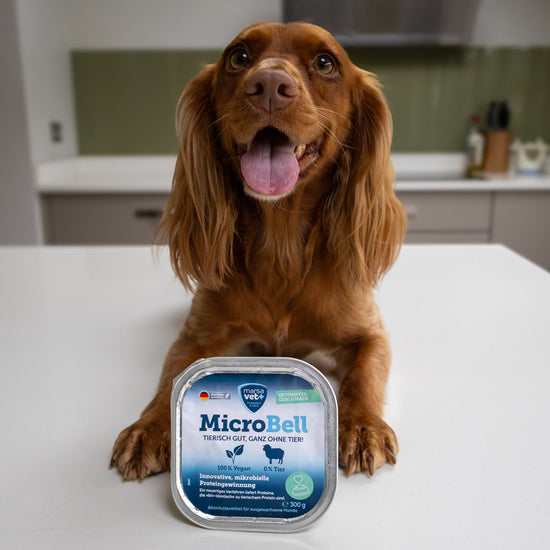Microbell wet food and spaniel