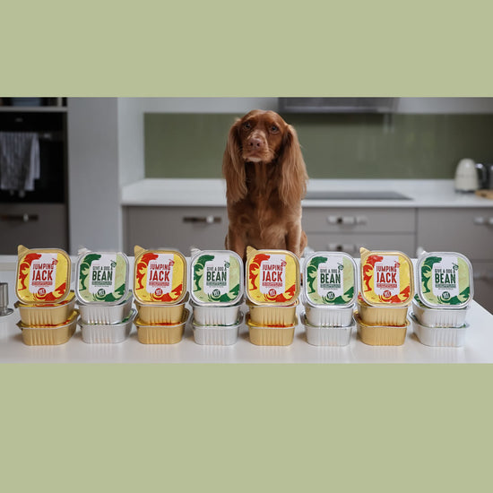 Mix n Match Special of Jumping Jack Gold and Give A Dog A Bean