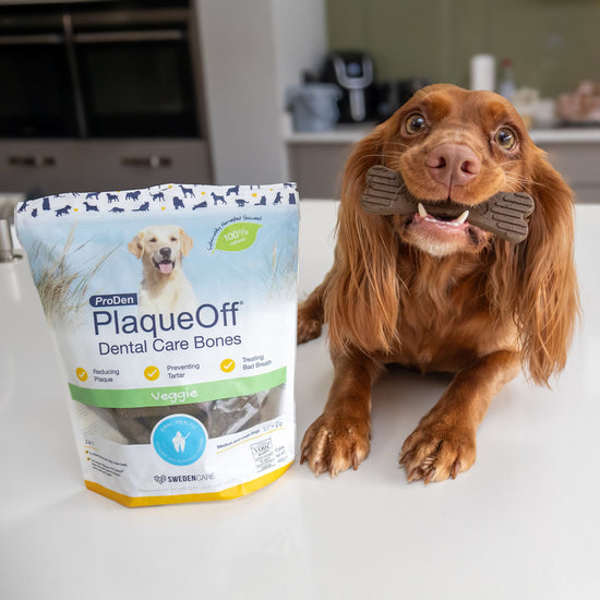 Plaque Off dental chew being eaten by a Spaniel