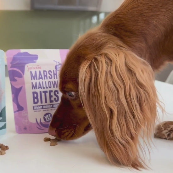 Spaniel loves Marshmallow Bites and Sgroom Paws natural treats from Just be Kind