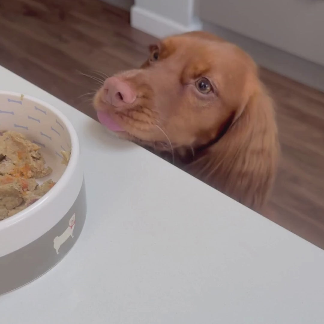 GIVE A DOG A BEAN  • BEST WET DOG FOOD