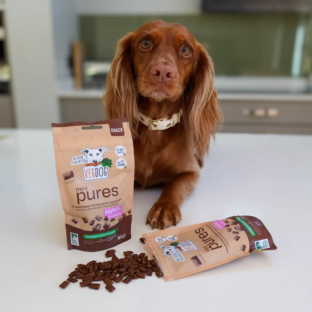Spaniel with Pure Bites Mini Taurine Treats on table surface