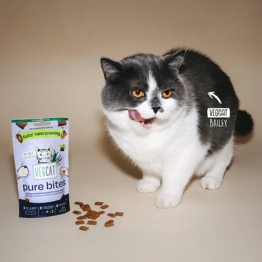 VegCat pure bites taurine treats and Bailey the cat