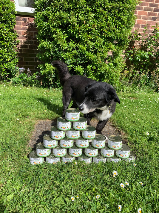 Dog with solo vegetal cans