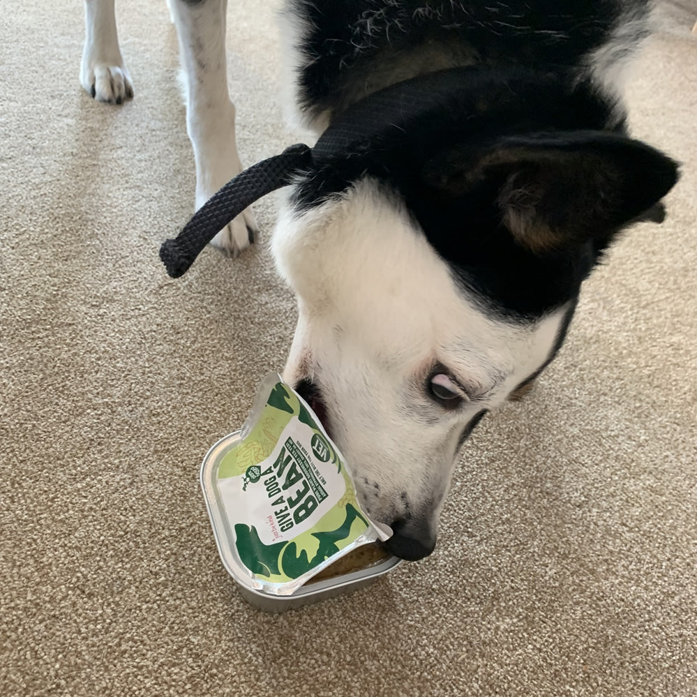 Vegan Border Collie eating from Give A Dog A Bean tray