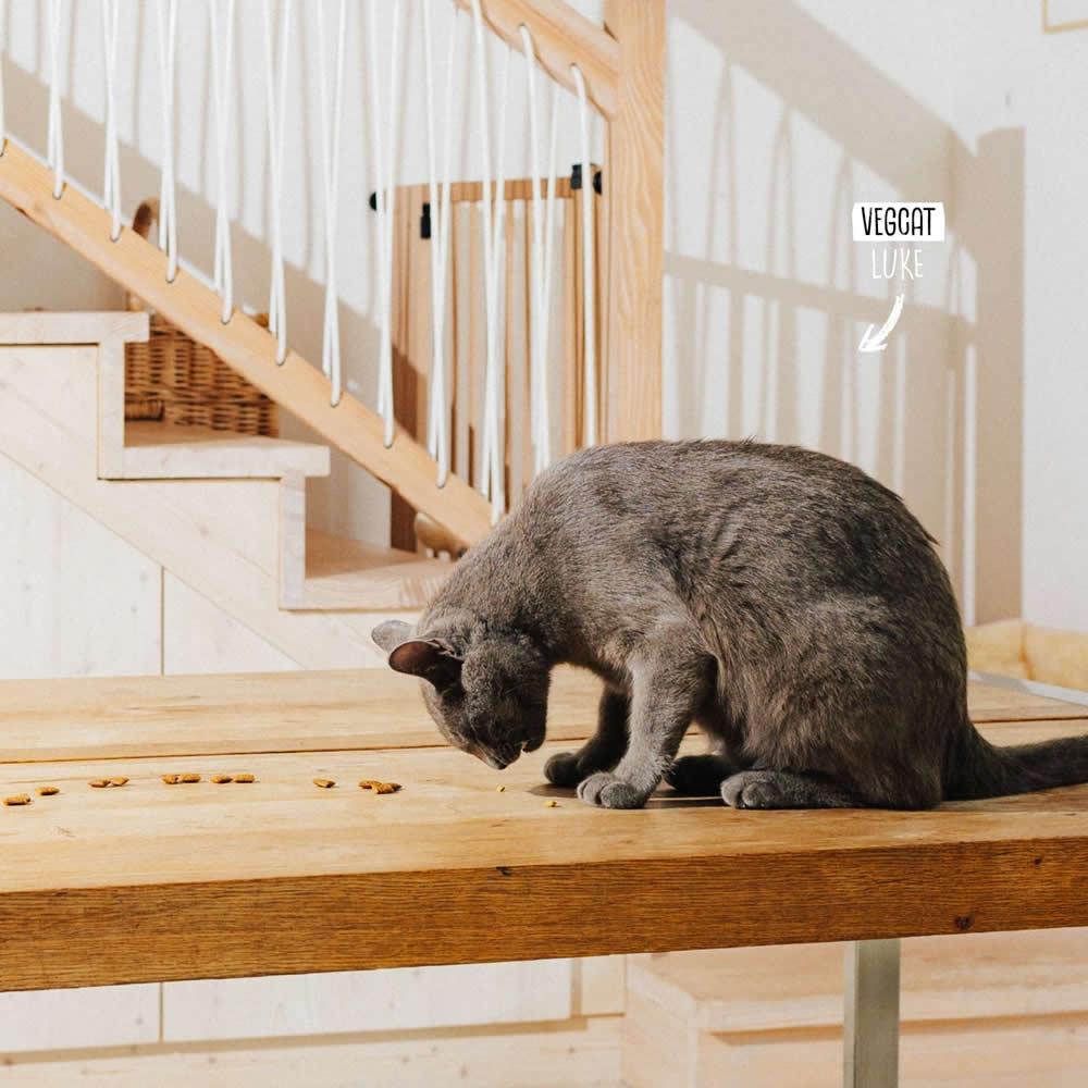 Grey cat eating Vegcat digestives