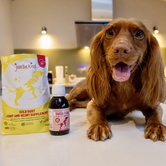 Spaniel Willow with Omega 3 Daily Algae oil and Gold Dust Supplement